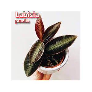 Labisia pumila